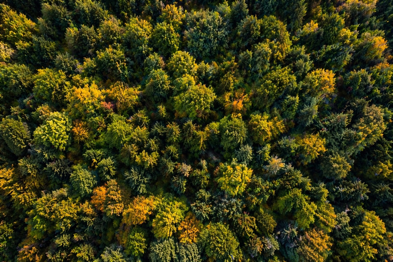 forêt vue du drone